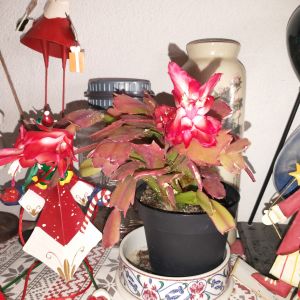 IMG_20231230_111207118.jpg